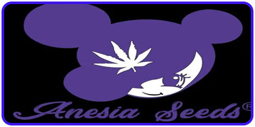 Anesia