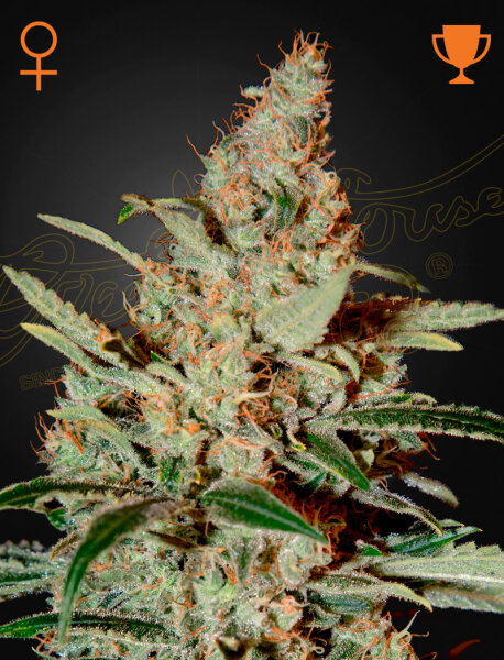 Green House Seed Co. Chemdog Fem. 3St.