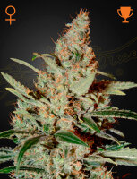 Green House Seed Co. Chemdog Fem. 3St.