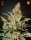 Green House Seed Co. Chemdog Fem. 3St.