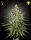 Green House Seed Co. Super Lemon Haze Fem. 3St.