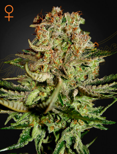 Green House Seed Co. Super Bud Fem. 3St