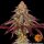 Barneys Farm Mimosa x Orange Punch Auto Fem. 3St.