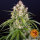 Barneys Farm Wedding Cake Auto Fem. 3St.
