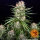 Barneys Farm Wedding Cake Auto Fem. 3St.