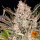 Barneys Farm Gorilla Zkittlez Auto Fem. 3St.