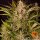 Barneys Farm Gorilla Zkittlez Auto Fem. 3St.