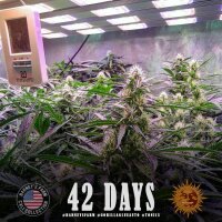 Barneys Farm Gorilla Glue Auto Fem. 3St.