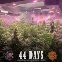 Barneys Farm Gorilla Glue Auto Fem. 3St.