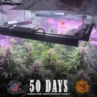 Barneys Farm Gorilla Glue Auto Fem. 3St.