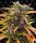 Barneys Farm Gorilla Glue Auto Fem. 3St.