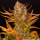 Barneys Farm Do-Si-Dos Auto Fem. 3St.