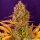 Barneys Farm Do-Si-Dos Auto Fem. 3St.