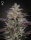 Green House Seed Co. Banana Krumble Fem. 3St.