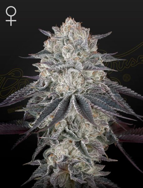 Green House Seed Co. Fullgas Fem. 3St.
