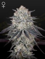 Green House Seed Co. Fullgas Fem. 3St.