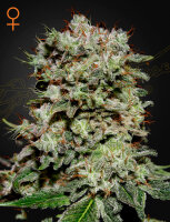 Green House Seed Co. Kalashnikova Fem. 3St.