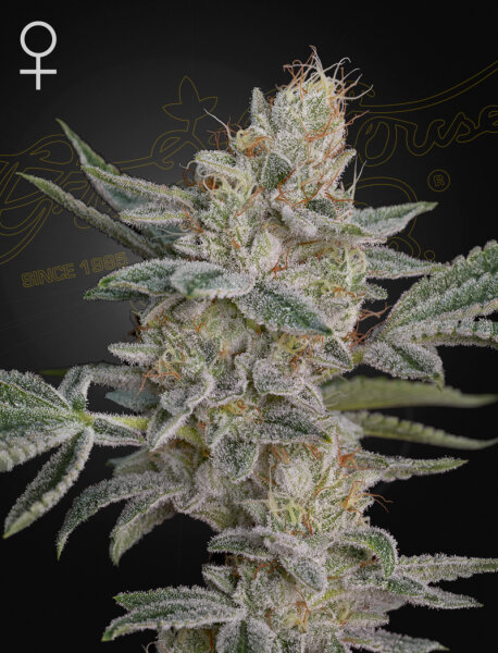 Green House Seed Co. Super Lemon Haze x RS11 Fem. 3St.