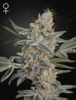Green House Seed Co. Super Lemon Haze x RS11 Fem. 3St.