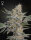 Green House Seed Co. Super Lemon Haze x RS11 Fem. 3St.