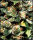 Green House Seed Co. Jack Herer Fem. 3St.