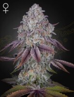 Green House Seed Co. Persian Pie Fem. 3St.