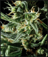 Green House Seed Co. Hawaiian Snow Fem. 3St.