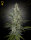 Green House Seed Co. Hawaiian Snow Fem. 3St.