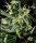Green House Seed Co. Hawaiian Snow Fem. 3St.