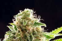 Kannabia Cookies Haze Fem. 3St.