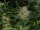 Kannabia Dream Sherbet Auto Fem. 3St.