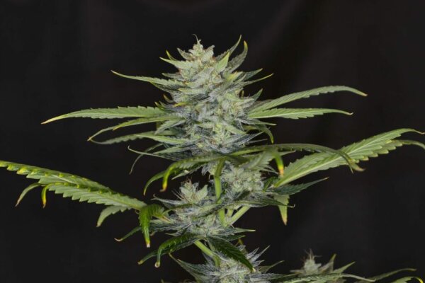 Kannabia Gorilla King Auto Fem. 3St.