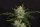 Kannabia Gorilla King Auto Fem. 3St.