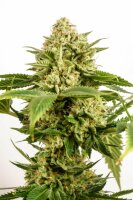 Kannabia Monkey Grease Fem. 3St.