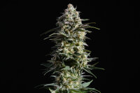 Kannabia Pure Skunk Go Fast Fem. 3St.