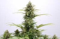 Kannabia Pure Skunk Go Fast Fem. 3St.