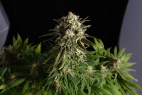 Kannabia Pure Skunk Go Fast Fem. 3St.