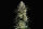 Kannabia Pure Skunk Go Fast Fem. 3St.