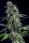 Kannabia Rainbow Sherbet Nr11 Fem. 3St.
