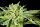 Kannabia Rainbow Sherbet Nr11 Fem. 3St.