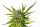 Kannabia Strawberry Haze Auto Fem. 3St.