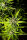 Kannabia Strawberry Haze Auto Fem. 3St.