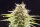 Kannabia Super OG Kush Fem. 3St.