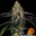 Barneys Farm Watermelon Zkittlez Fem. 3St.