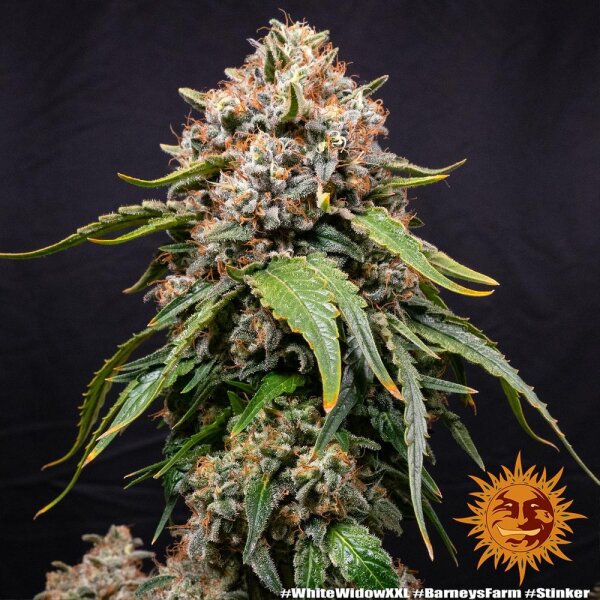 Barneys Farm White Widow XXL Fem. 3St.