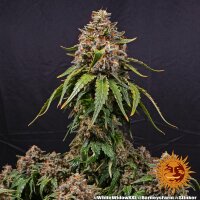 Barneys Farm White Widow XXL Fem. 3St.