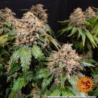 Barneys Farm White Widow XXL Fem. 3St.
