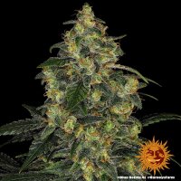 Barneys Farm Blue Gelato 41 Fem. 3St.