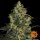 Barneys Farm Blue Gelato 41 Fem. 3St.