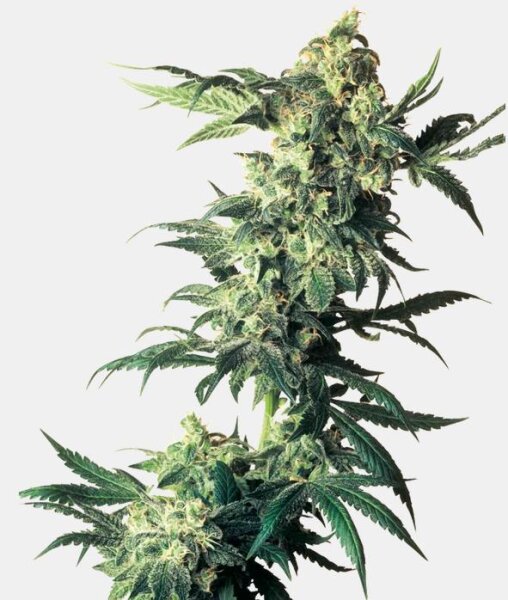 Sensi Seeds Northern Lights Fem. 3St.